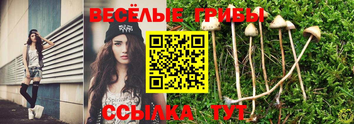 Галлюциногенные грибы GOLDEN TEACHER  Вход с VPN  Псилоцибиновые грибы прущие грибы  Клин 
